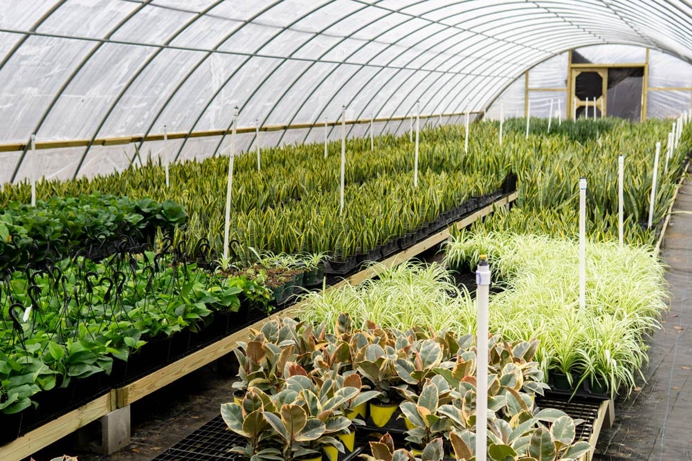 Perfect Plants Nursery greenhouse
